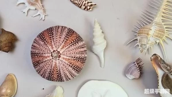 贝壳满满