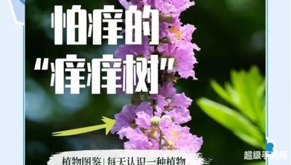 植物也怕痒哪种植物被称为痒痒树